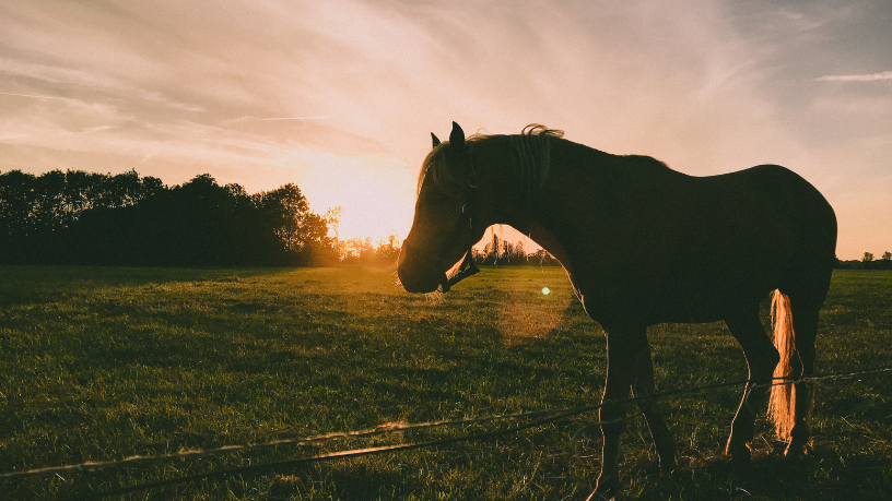 Curte o mundo equestre? Aldo Vendramin traz um guia sobre leilões.