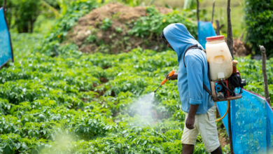 João Eustáquio De Almeida Junior explica como os fertilizantes fornecem os nutrientes essenciais que impulsionam o crescimento das plantas e aumentam a produtividade.